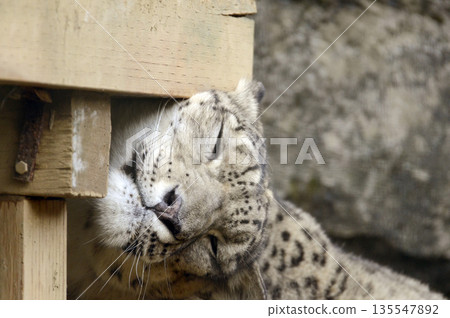 Snow leopard Snow leopard 135547892