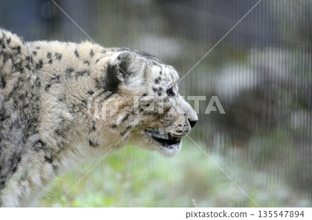 雪豹 雪豹 135547894