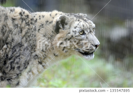 Snow leopard 135547895
