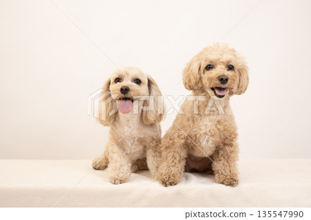 白色背景上的兩隻微笑的馬爾濟斯犬 Kuu-chan 和 Mil-chan 白色背景上的兩隻微笑的馬爾濟斯犬 Kuu-chan 和 Mil-chan 135547990