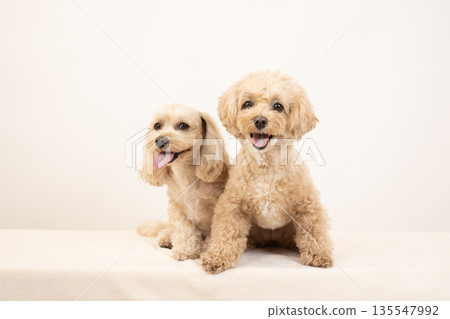 白色背景上的兩隻微笑的馬爾濟斯犬 Kuu-chan 和 Mil-chan 135547992