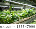 Blooming strawberries plants growing in smart greenhouse under grow lights and hydroponics system. 135547999
