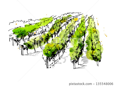 Rural scene of evenly spaced planting, grapevine or tree rows across cultivated land in soft watercolor, ink linework. Isolated hand drawn illustration for farm-to-table design, agritourism promotion. 135548006