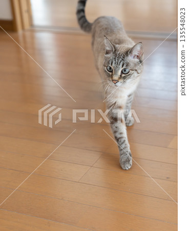 貓在室內行走 貓在室內行走 135548023