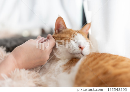 撫摸一隻貓，棕色虎斑白 135548293