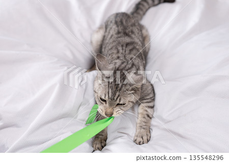 可愛的貓咪玩玩具-鯖魚虎斑貓 可愛的貓咪玩玩具-鯖魚虎斑貓 135548296