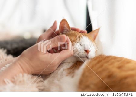 撫摸一隻貓，棕色虎斑白 135548371
