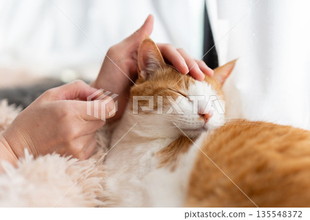 撫摸一隻貓，棕色虎斑白 135548372