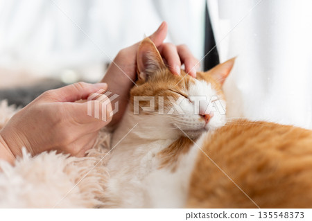 撫摸一隻貓，棕色虎斑白 135548373