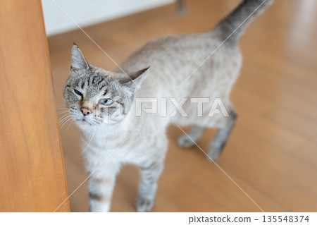 cat walking indoors cat walking indoors 135548374