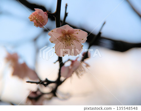 The lovely red plum blossoms "Koutoji" bloomed on a sunny January day. The lovely red plum blossoms "Koutoji" bloomed on a sunny January day. 135548548