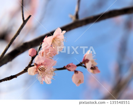 一月裡一個陽光明媚的日子,美麗的紅梅花「紅頭寺」盛開了。 一月裡一個陽光明媚的日子,美麗的紅梅花「紅頭寺」盛開了。 135548551