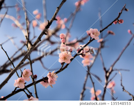 The lovely red plum blossoms "Koutoji" bloomed on a sunny January day. The lovely red plum blossoms "Koutoji" bloomed on a sunny January day. 135548553