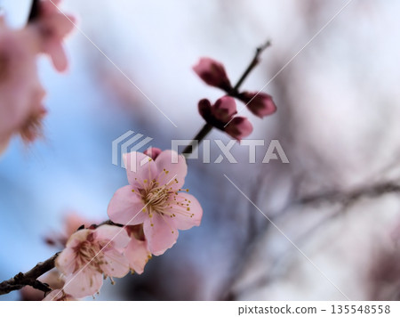 一月裡一個陽光明媚的日子，美麗的紅梅花「紅頭寺」盛開了。 135548558
