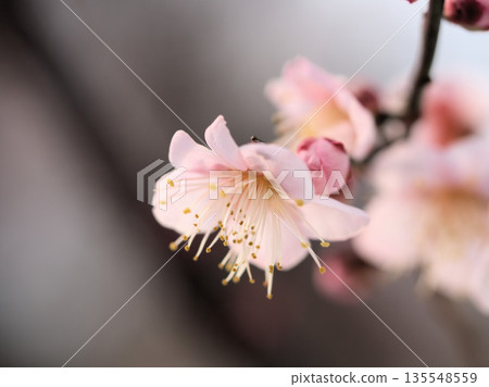 The lovely red plum blossoms "Koutoji" bloomed on a sunny January day. The lovely red plum blossoms "Koutoji" bloomed on a sunny January day. 135548559
