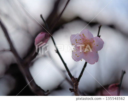 一月裡一個陽光明媚的日子，美麗的紅梅花「紅頭寺」盛開了。 135548562