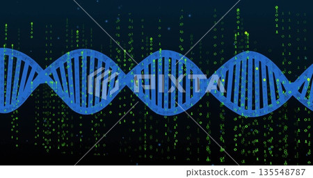 Showing blue DNA helix stretching across interface, amid digital rain effect and green binary code Showing blue DNA helix stretching across interface, amid digital rain effect and green binary code 135548787