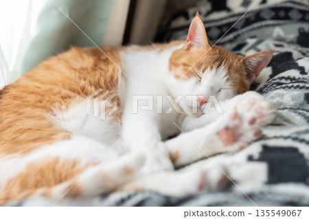 睡貓棕虎白 睡貓棕虎白 135549067