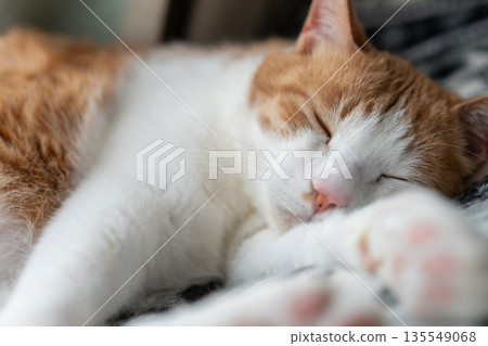 睡貓棕虎白 135549068