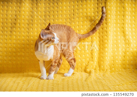 Red Devon Rex Cat Posing On Plaid. Short-haired Cat Of English Breed On Yellow Plaid Background. Shorthair Pet. Red Devon Rex Cat Posing On Plaid. Short-haired Cat Of English Breed On Yellow Plaid Background. Shorthair Pet. 135549270