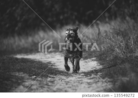 Old Mixed Breed Dog Dog Walk Along Path In Summer Season. Mixed Breed Dog In Summer Sunset Sunrise Meadow. Black And White Photo. Bw Photo. Dog Fidelity Concept 135549272