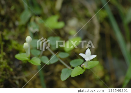 Tsuruaridooshi Tsuruaridooshi 135549291