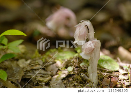 球果假水晶蘭 135549295