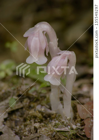 球果假水晶蘭 135549297