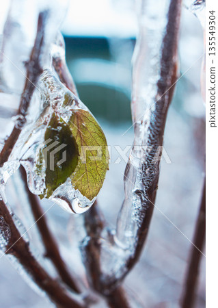 Tree branches with green leaf covered with ice and snow. Winter nature. Icy bushes. Tiny leaves in icicle. Winter landscape. Beauty in nature. Frozen nature in details. Trees after icy rain. Tree branches with green leaf covered with ice and snow. Winter nature. Icy bushes. Tiny leaves in icicle. Winter landscape. Beauty in nature. Frozen nature in details. Trees after icy rain. 135549304