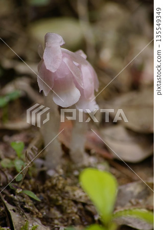 Ginko Ginko 135549349
