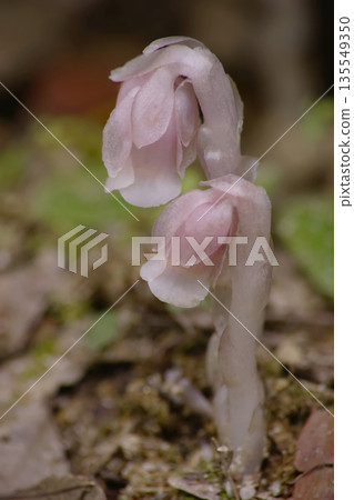 Ginko 135549350