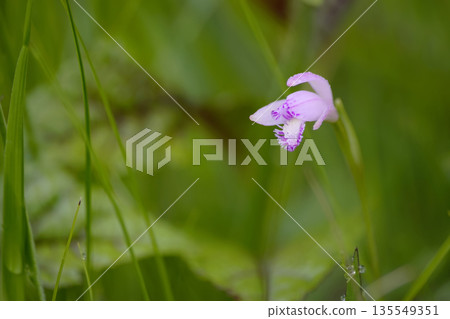 Pogonia粳 135549351