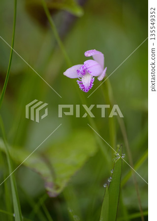 Pogonia粳 135549352
