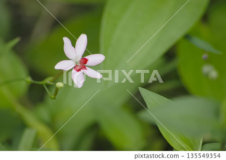 Himehiga woogie 135549354