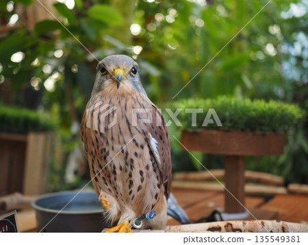 Owl looking into the distance Owl looking into the distance 135549381