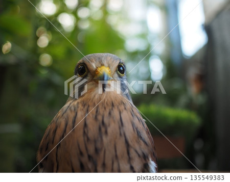 An owl is perched on a branch An owl is perched on a branch 135549383