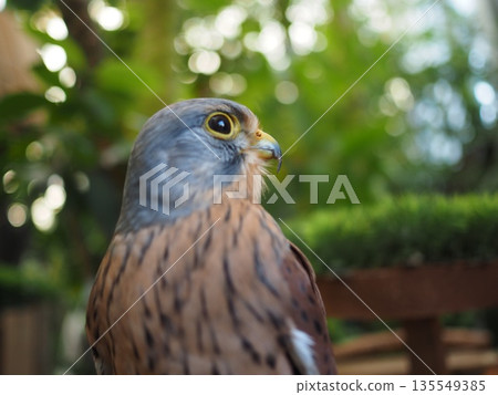 owl resting on a tree owl resting on a tree 135549385