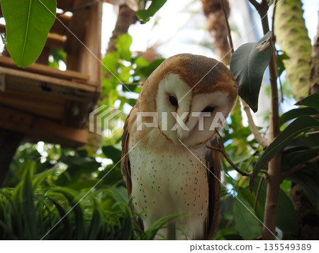 Nested owl chicks Nested owl chicks 135549389
