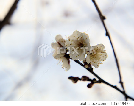 美麗的白色梅花“冬子”在寒冷多雪的一月盛開。 美麗的白色梅花“冬子”在寒冷多雪的一月盛開。 135549424