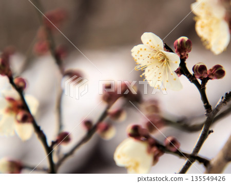 The lovely white plum blossoms "Touji" bloom in the cold, snowy January. The lovely white plum blossoms "Touji" bloom in the cold, snowy January. 135549426