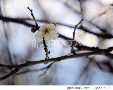 The lovely white plum blossoms "Touji" bloom in the cold, snowy January. 135549428