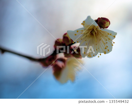 The lovely white plum blossoms "Touji" bloom in the cold, snowy January. The lovely white plum blossoms "Touji" bloom in the cold, snowy January. 135549432
