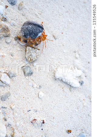 Hermit crab on a white sand beach in Maupiti, French Polynesia 135549526