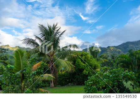Tropical greenery and coconut trees in Nuku Hiva, Marquesas Islands, French Polynesia Tropical greenery and coconut trees in Nuku Hiva, Marquesas Islands, French Polynesia 135549530