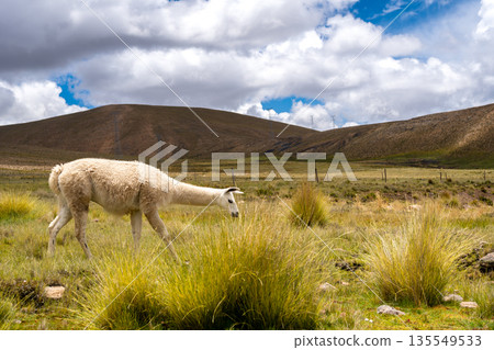 White Llama Grazing on the Peruvian Highland Plain 135549533
