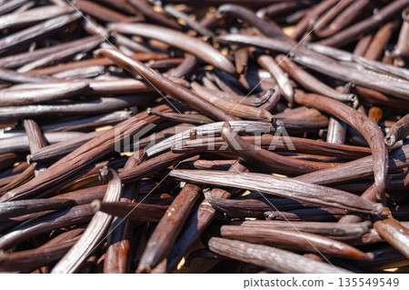 Fresh Tahitian Vanilla Pods Drying on Tahaa Island, French Polynesia 135549549