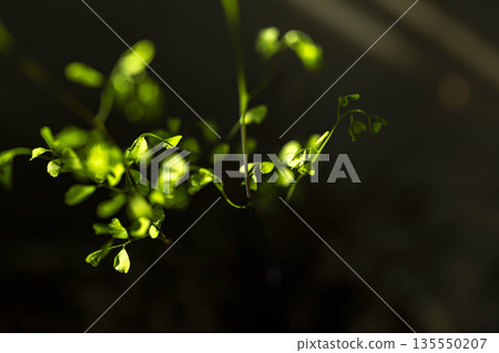 晨曦中，盆栽植物閃閃發光 135550207