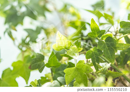 晨曦中，盆栽植物閃閃發光 135550210