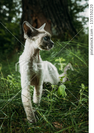 animal, grass, cat 135550220