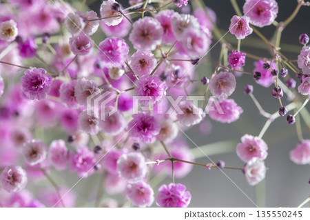 Colorful Hazy Grass flowers Colorful Hazy Grass flowers 135550245